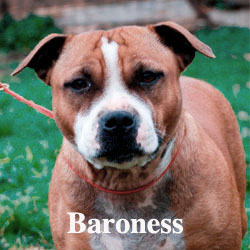 Baroness-icon-copy